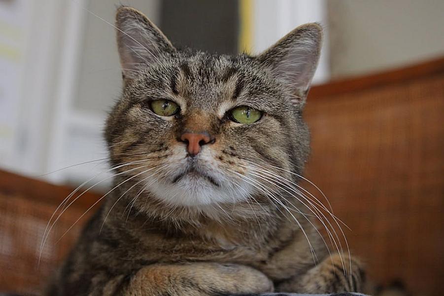 Kattenpraat