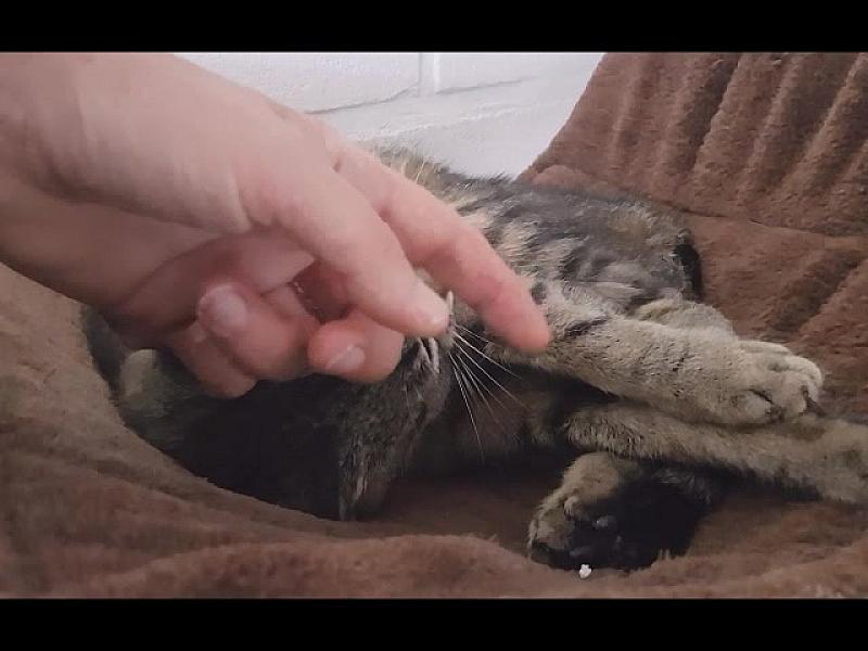 Kattenpraat