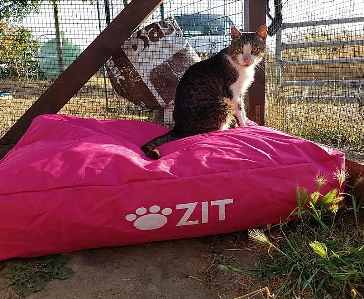 Kattenpraat