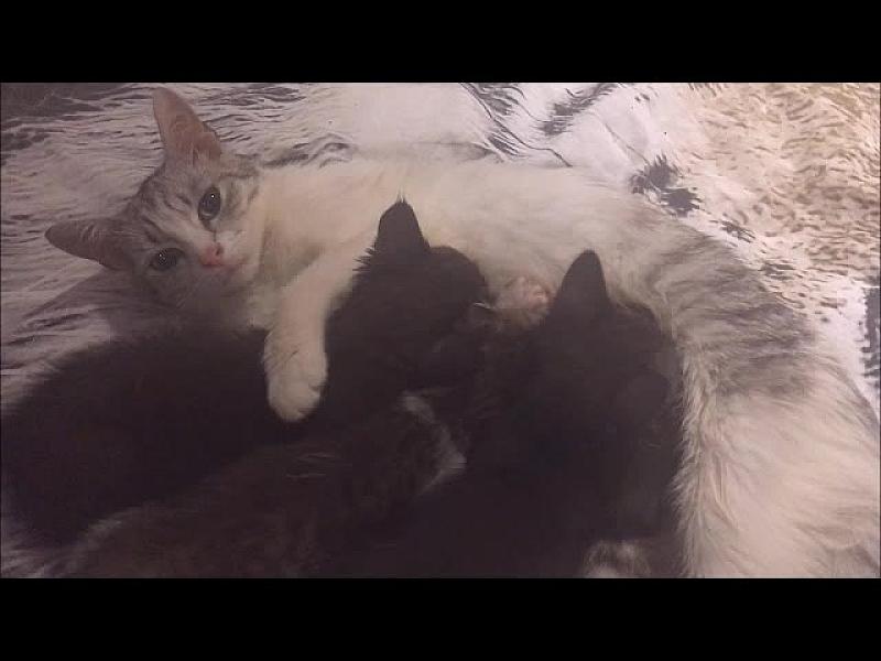 Kattenpraat