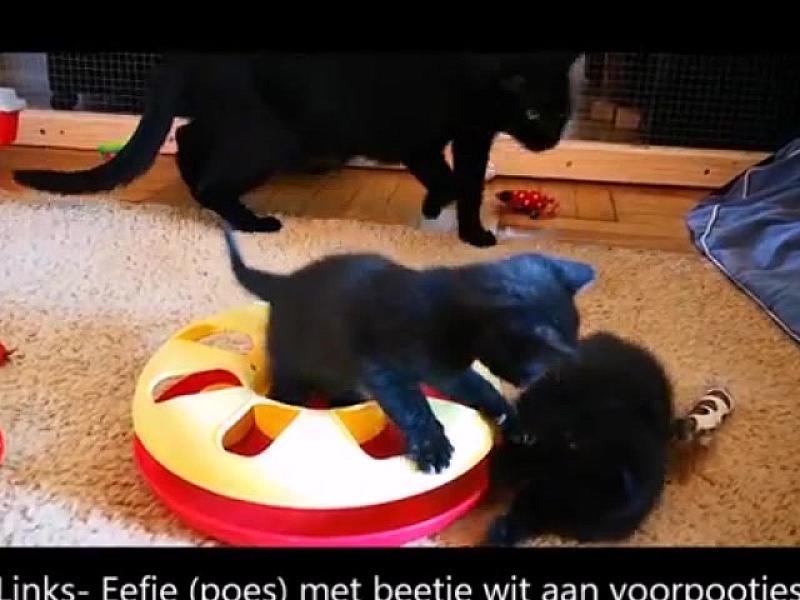 Kattenpraat