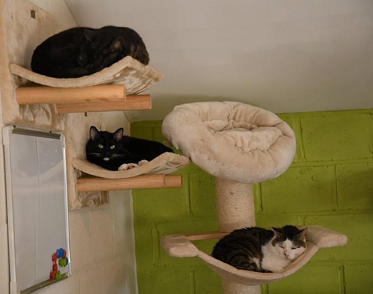 Kattenpraat