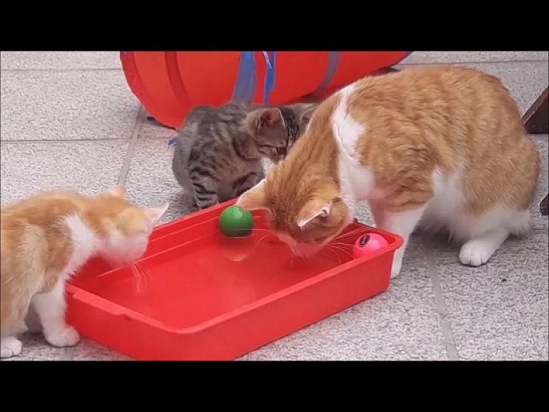 Kattenpraat