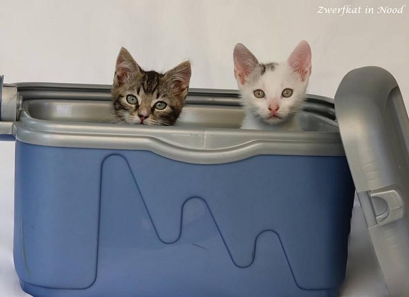 Kattenpraat