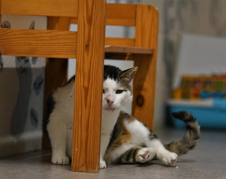 Kattenpraat