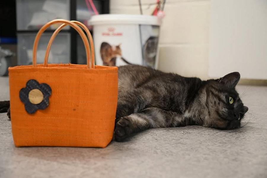 Kattenpraat