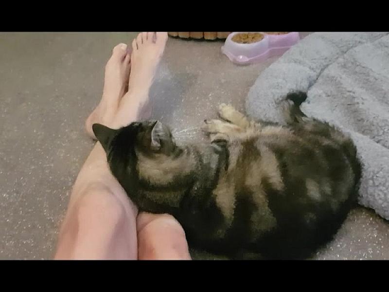 Kattenpraat
