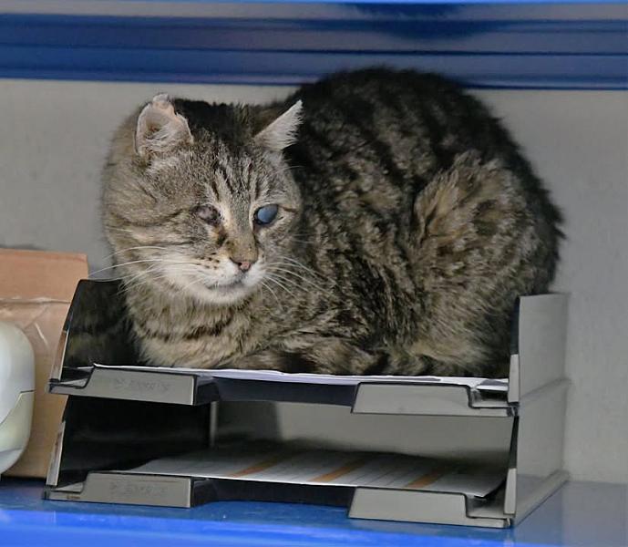 Kattenpraat