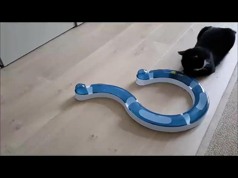 Kattenpraat