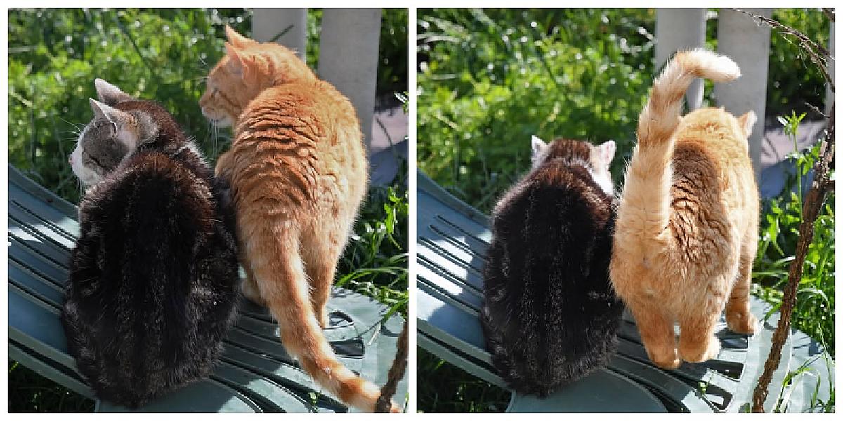 Kattenpraat