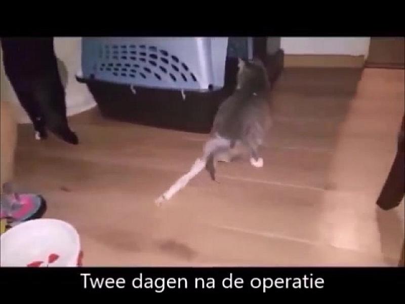 Kattenpraat