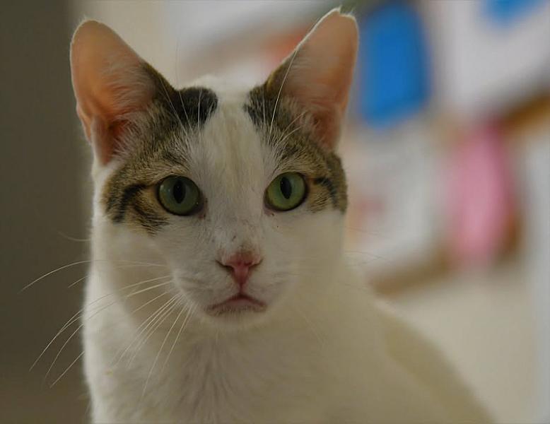 Kattenpraat
