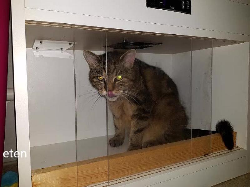 Kattenpraat