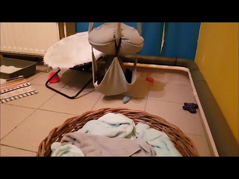 Kattenpraat