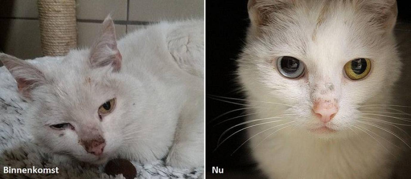 Kattenpraat