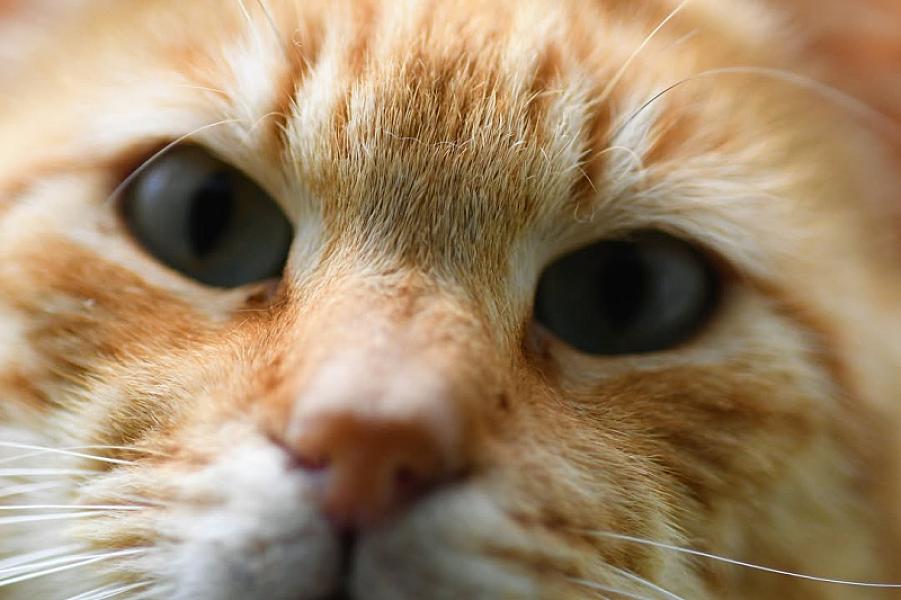 Kattenpraat