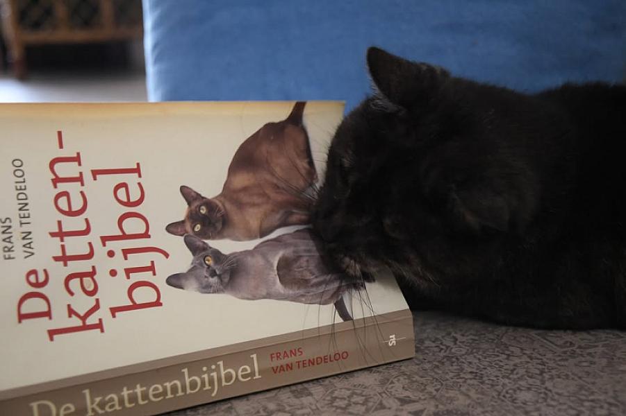 Kattenpraat
