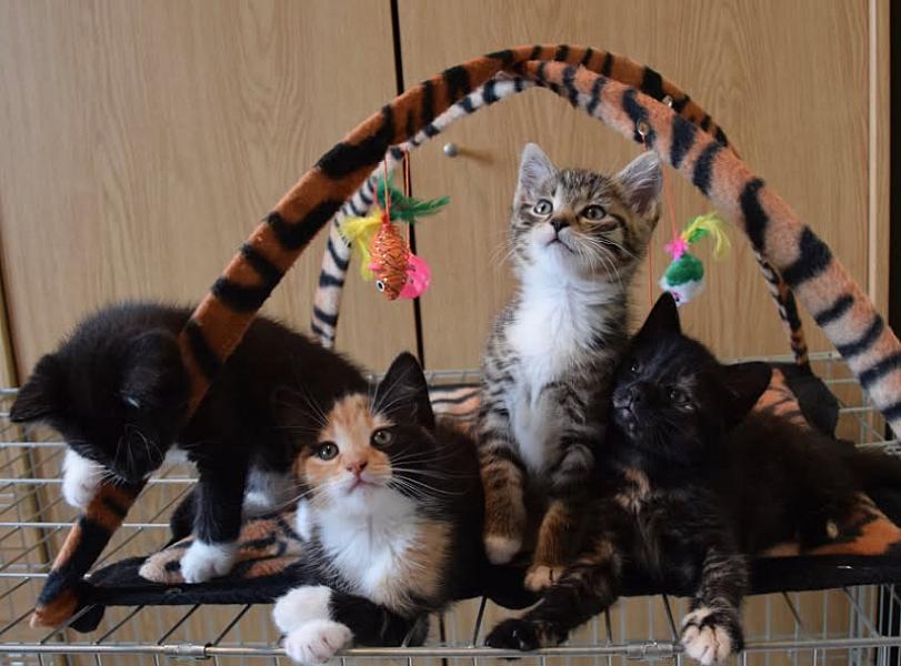 Kattenpraat