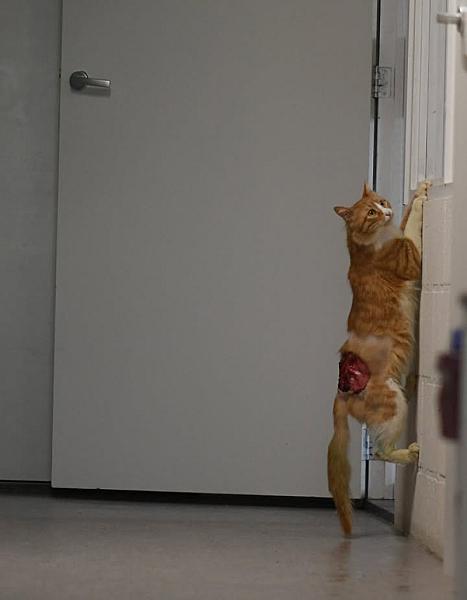 Kattenpraat