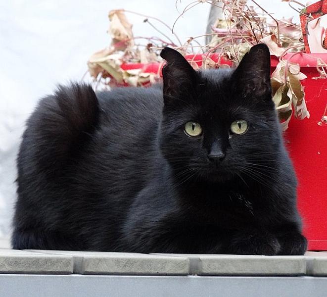 Kattenpraat