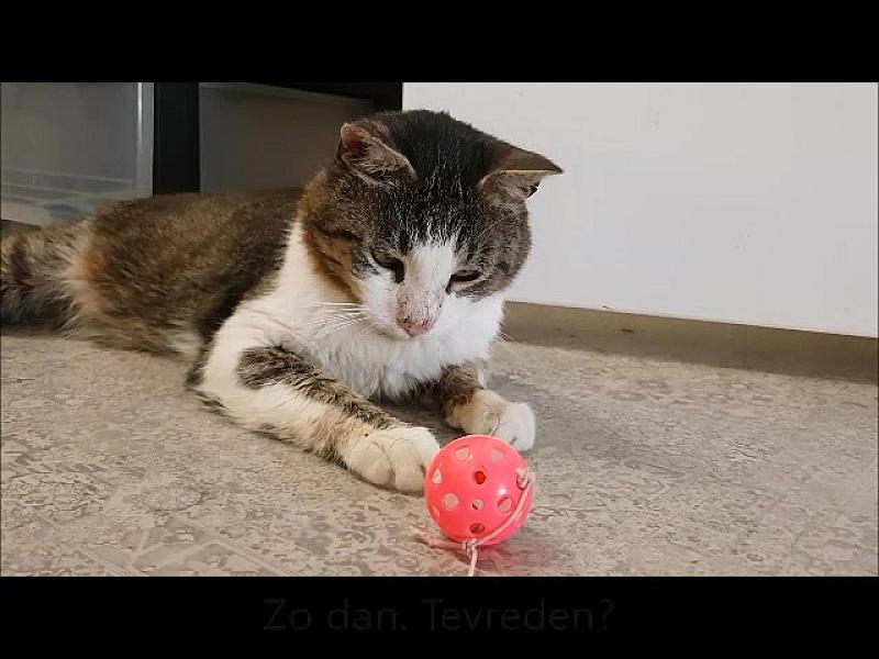 Kattenpraat