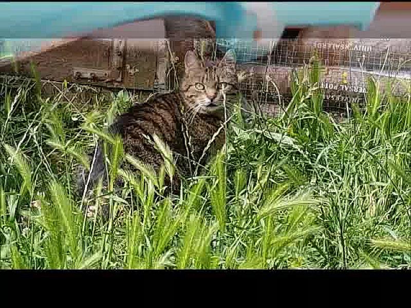 Kattenpraat