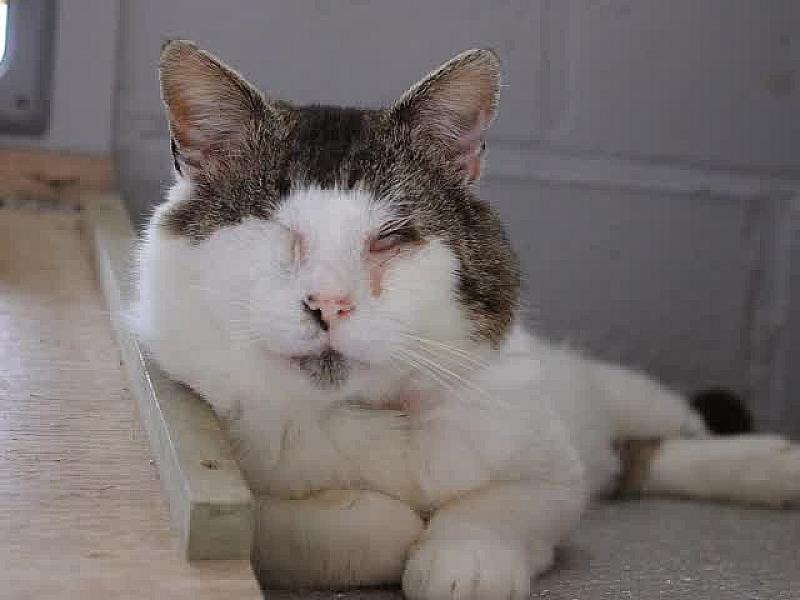Kattenpraat