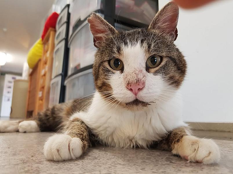 Kattenpraat
