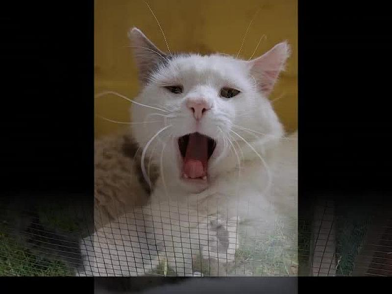 Kattenpraat