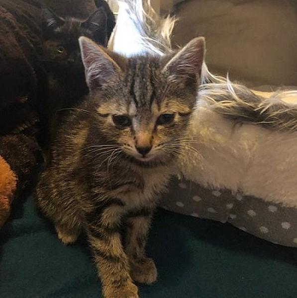 Kattenpraat