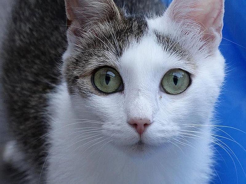 Kattenpraat