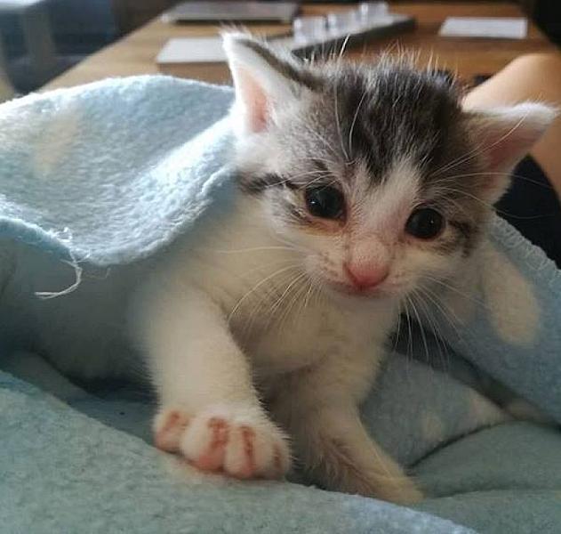 Kattenpraat