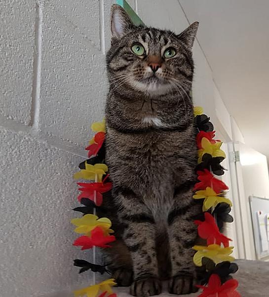 Kattenpraat