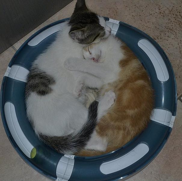 Kattenpraat