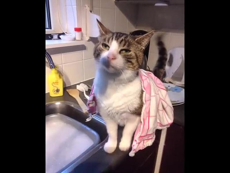 Kattenpraat