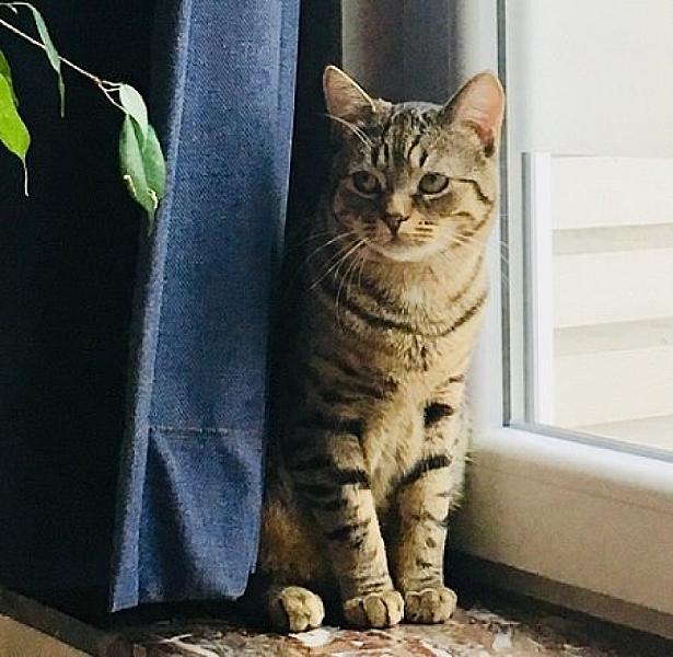 Kattenpraat
