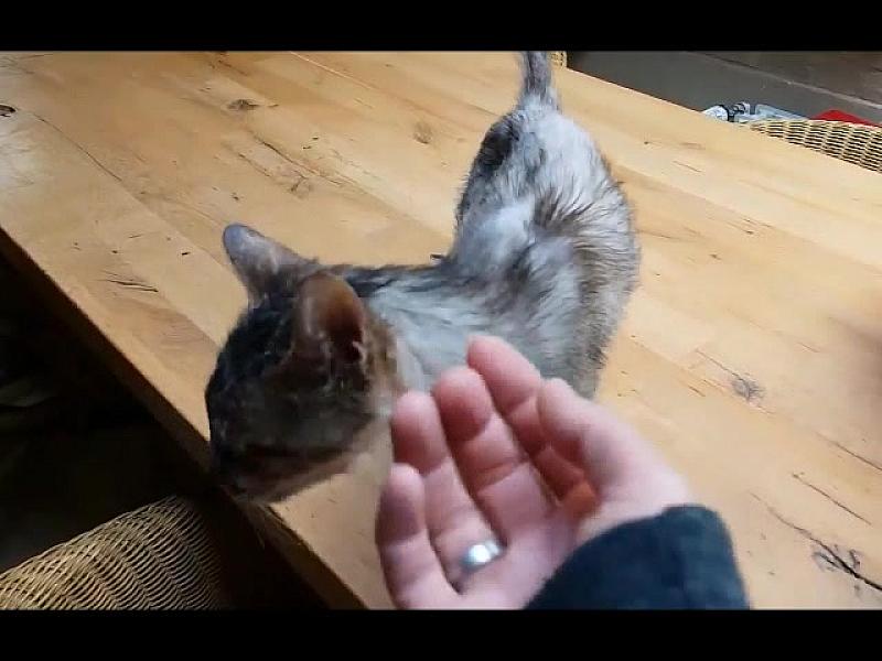 Kattenpraat