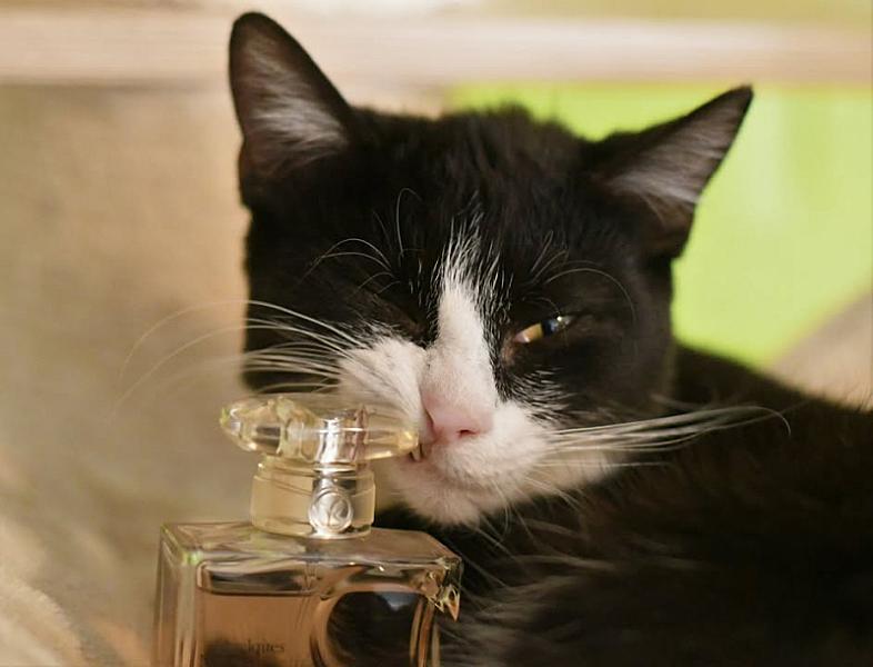 Kattenpraat