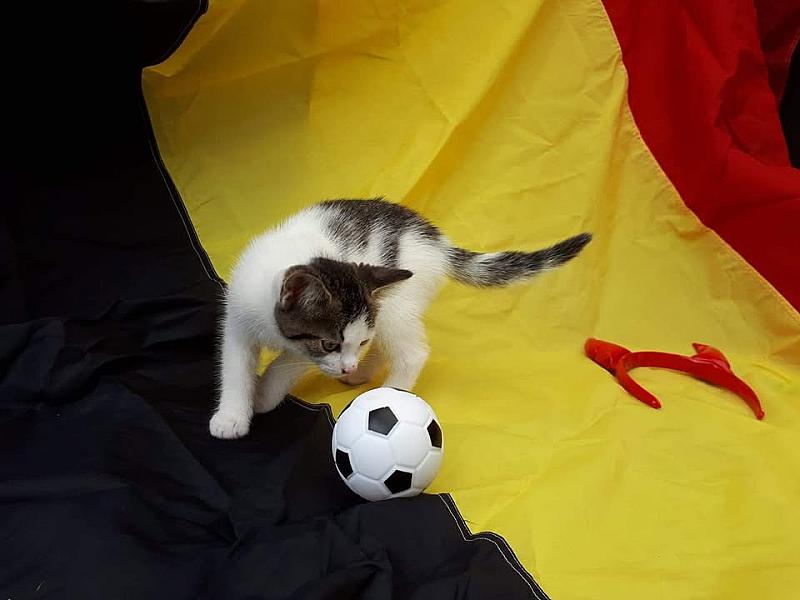 Kattenpraat