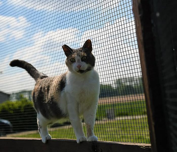 Kattenpraat