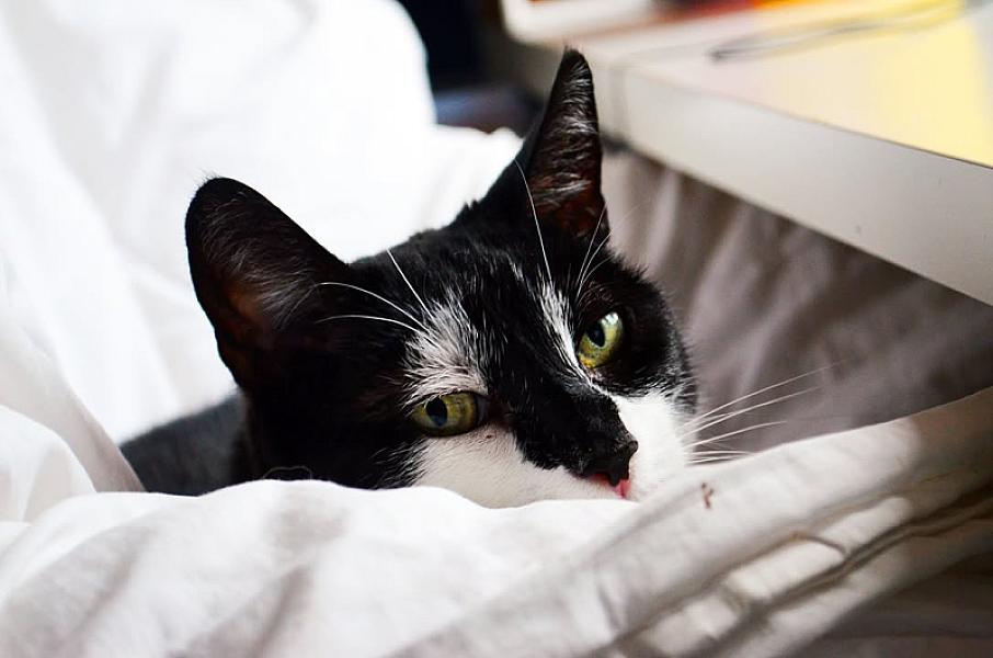 Kattenpraat