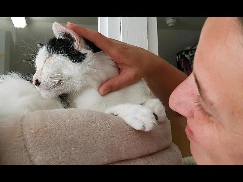 Kattenpraat