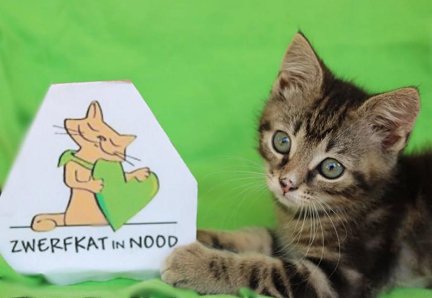 Kattenpraat