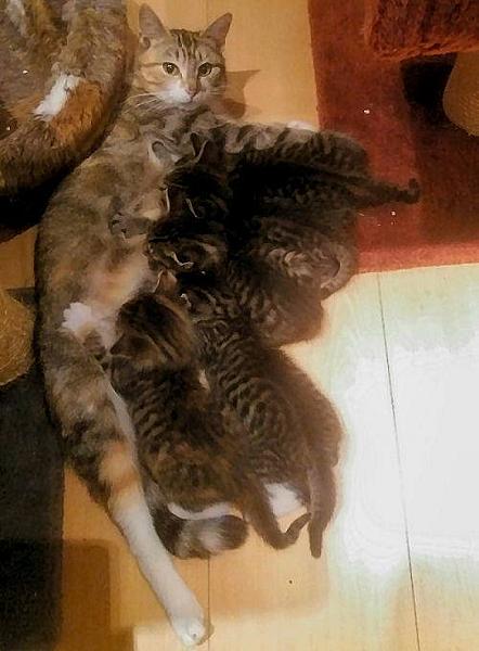 Kattenpraat