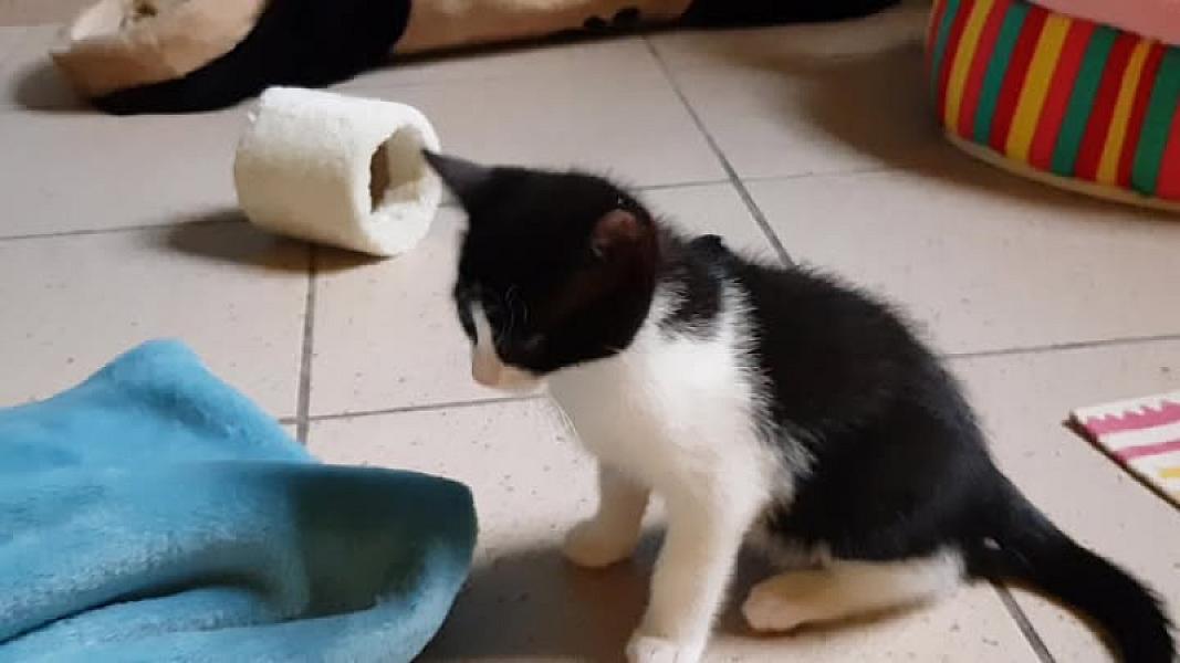 Kattenpraat