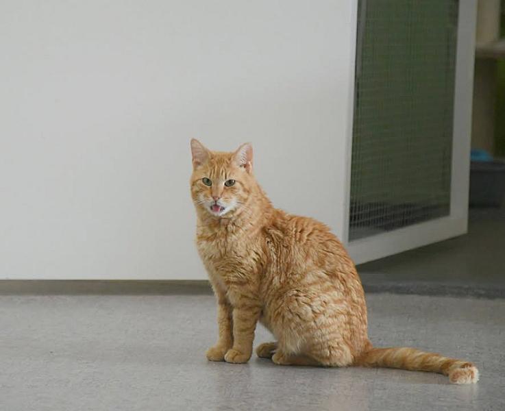 Kattenpraat