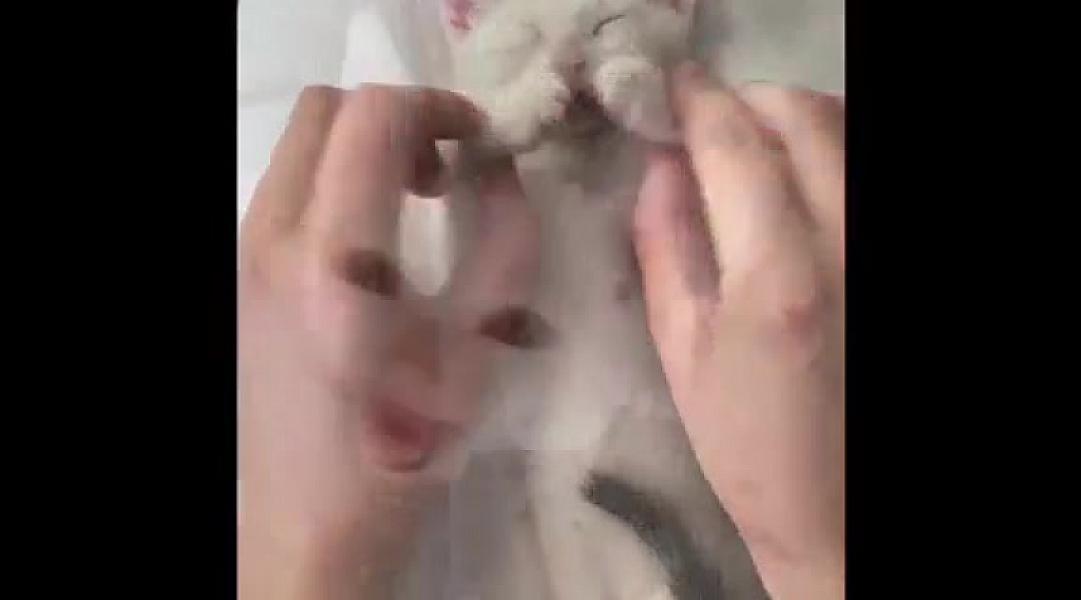 Kattenpraat
