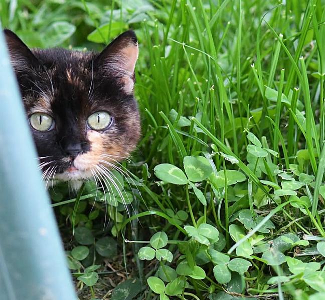 Kattenpraat