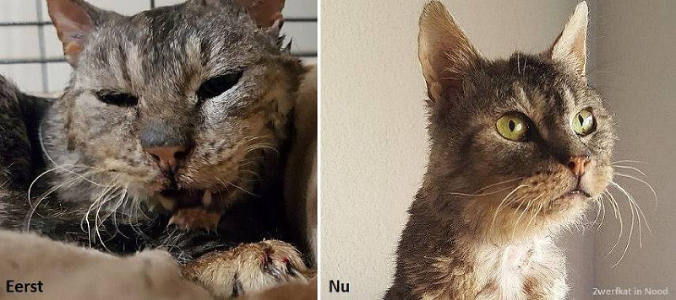 Kattenpraat