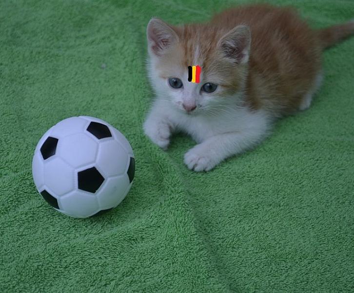 Kattenpraat